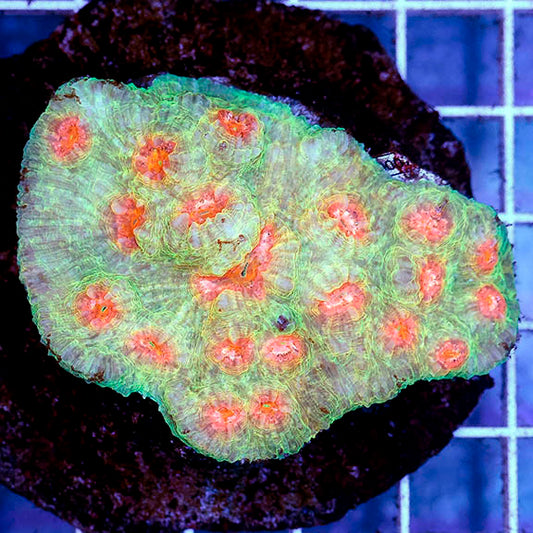 Chalice Coral Indonesia 2.75" WYSIWYG