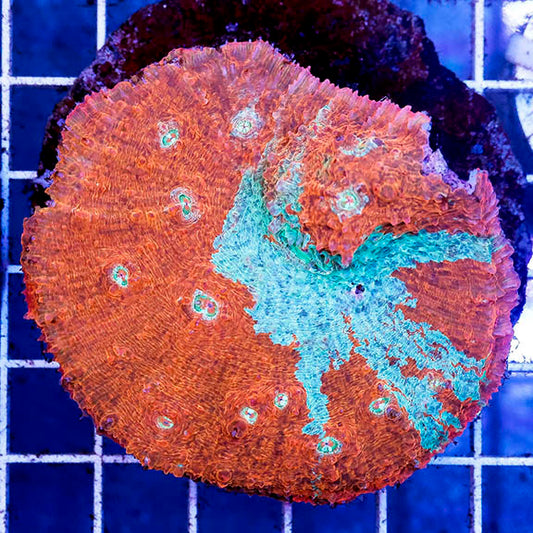 Chalice Coral Indonesia 2.75" WYSIWYG