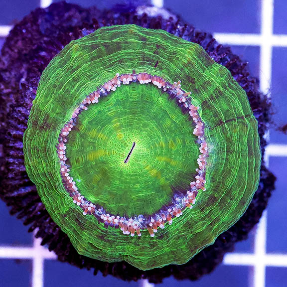 Scolymia Coral Australia 1.5" WYSIWYG