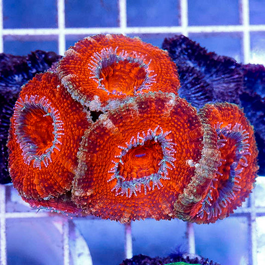 Acan Lord Coral Australia 2.5" WYSIWYG