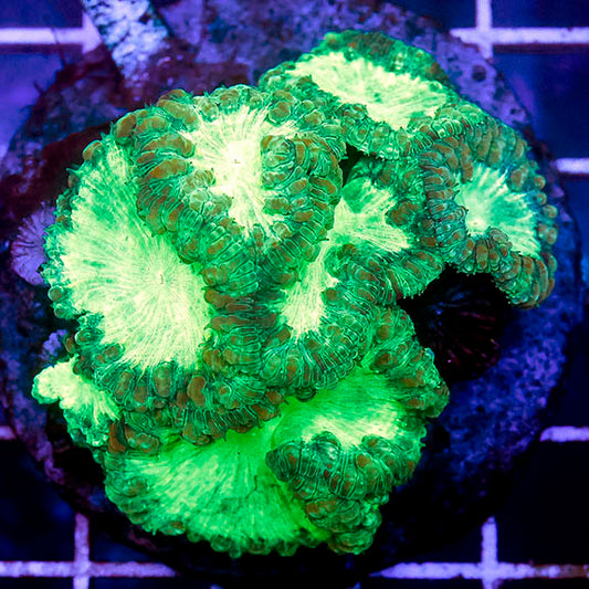 Blastomussa Coral Indonesia 2.5" WYSIWYG