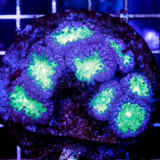 Blastomussa Coral Indonesia 2.5" WYSIWYG