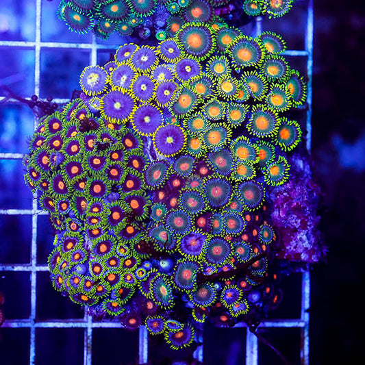 Zoanthus Coral Combo Rock 3" WYSIWYG