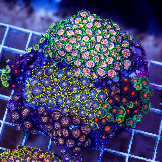 Zoanthus Coral Combo Rock 3" WYSIWYG