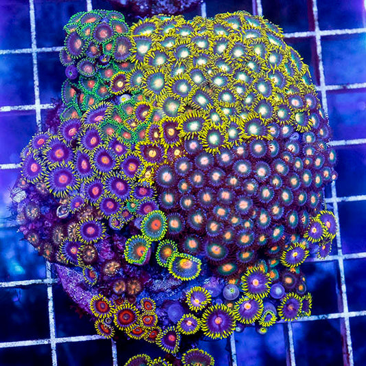 Zoanthus Coral Combo Rock 3" WYSIWYG