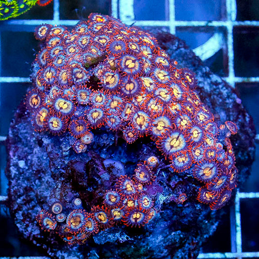 Zoanthus Coral Indonesia 2.5" WYSIWYG