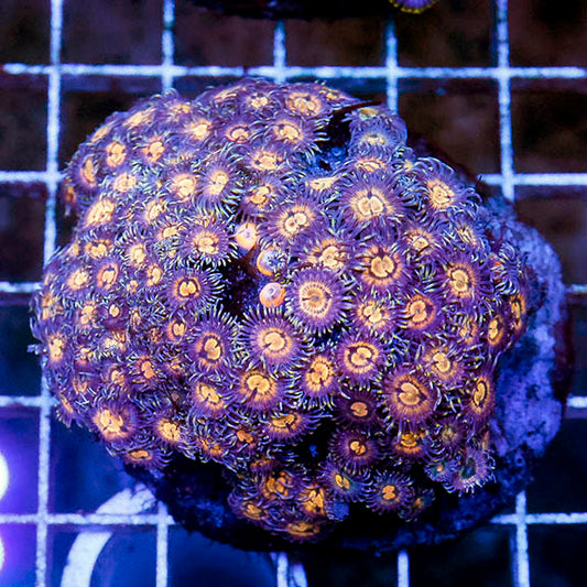 Zoanthus Coral Indonesia 2.5" WYSIWYG