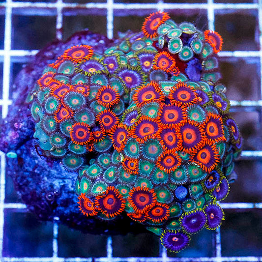 Zoanthus Coral Combo Rock 2.5" WYSIWYG