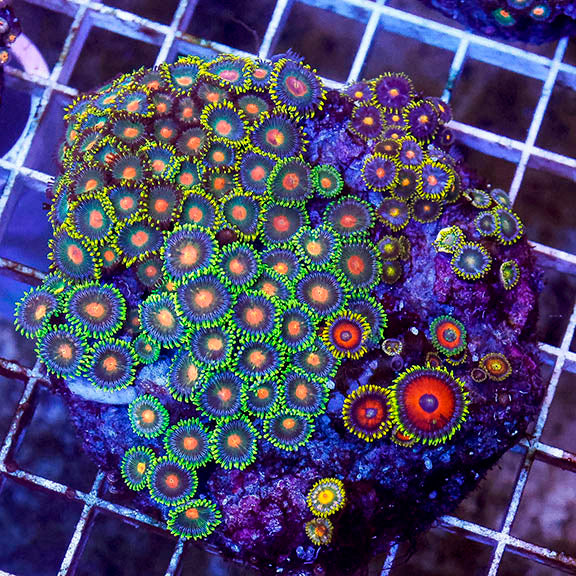 Zoanthus Coral Indonesia 3" WYSIWYG