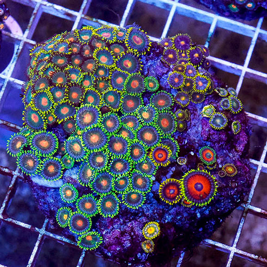 Zoanthus Coral Indonesia 3" WYSIWYG