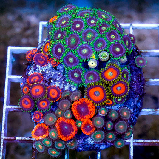 Zoanthus Coral Combo Rock 2.5" WYSIWYG (Copy)
