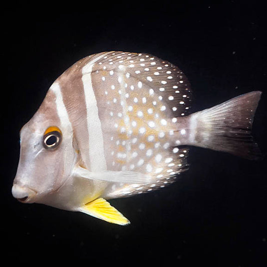 Mustard Guttatus Tang 3" WYSIWYG