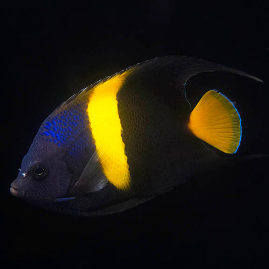 Asfur Angelfish 4" WYSIWYG