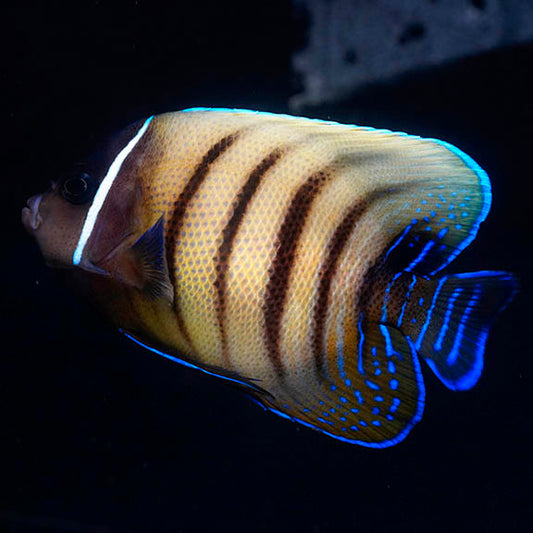 Six Bar Angelfish 3.75" WYSIWYG
