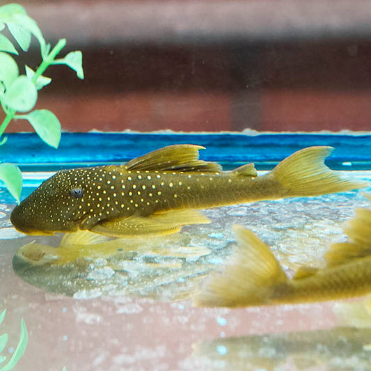 Green Phantom (L-200) Plecostomus 5.75" WYSIWYG
