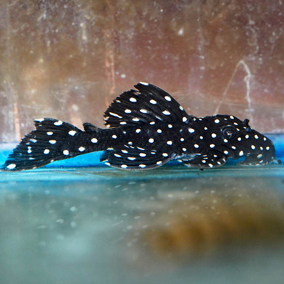 Galaxy (L-240) Plecostomus 3.5" WYSIWYG