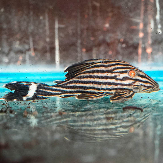 Royal (L-190) Plecostomus 3.75" WYSIWYG