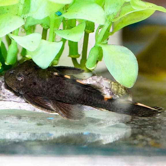 Redfin Blackspot (L-091) Plecostomus 2.75" WYSIWYG