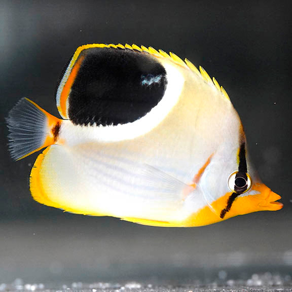 Saddleback Butterflyfish 3.25" WYSIWYG