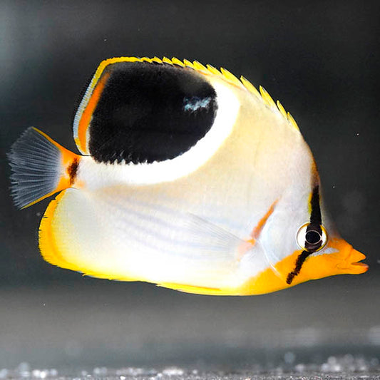 Saddleback Butterflyfish 3.25" WYSIWYG