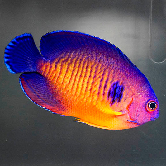 Coral Beauty Angelfish 2.5" WYSIWYG