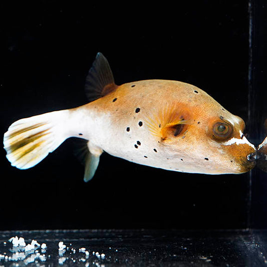 Dogface Puffer 3.75" WYSIWYG