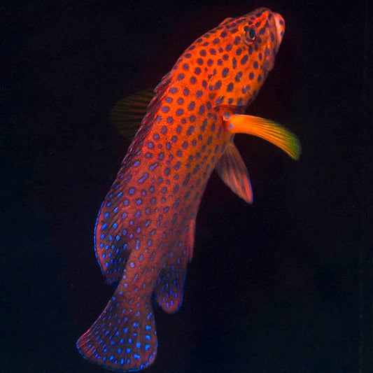 Miniatus Grouper 5.5" WYSIWYG