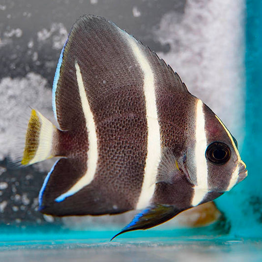 French Angelfish 2.25" WYSIWYG