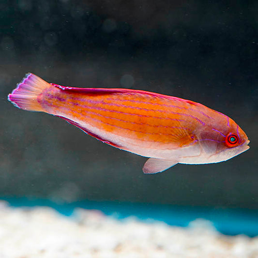 Eightline Flasher Wrasse Terminal Phase Male 3" WYSIWYG