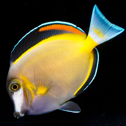 Powder Brown Tang 3.75" WYSIWYG