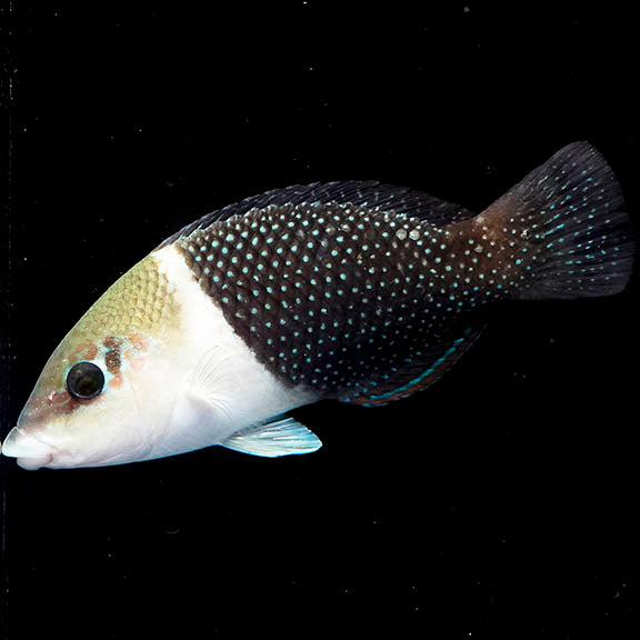 Banner Wrasse 4.5" EXPERT ONLY WYSIWYG