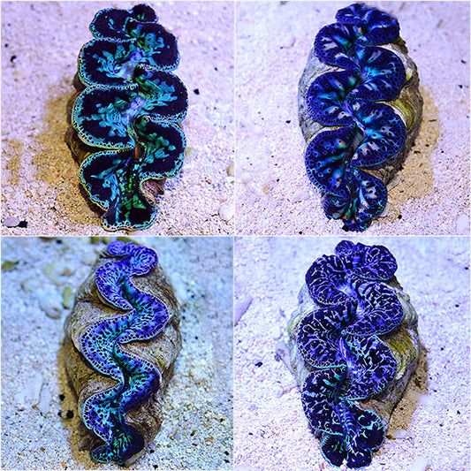 Maxima Clam Super Color, (Tahiti)