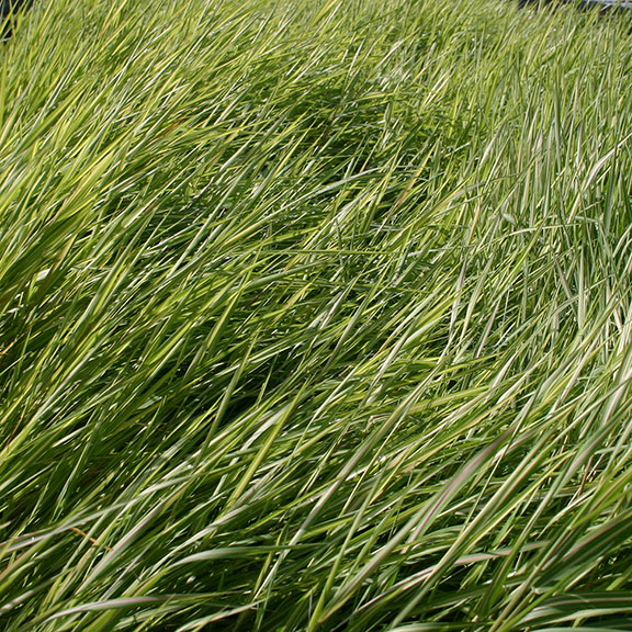 Ribbon Grass, Strawberries and Cream – LiveAquaria