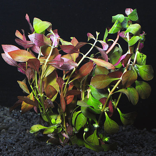 Ludwigia - Broad