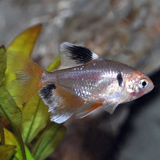 Red Minor Serpae Tetra: Tropical Fish for Freshwater Aquariums ...