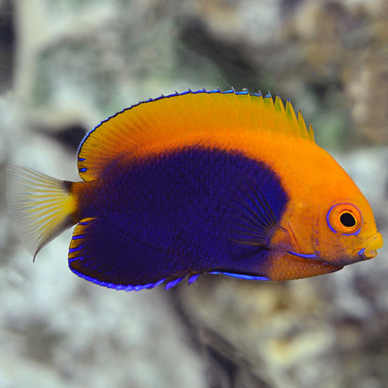 Flameback Angelfish (African) Dwarf Angel: Saltwater Aquarium Fish for ...