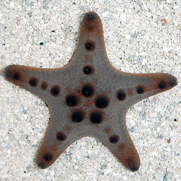 Starfish: Saltwater Sea Stars, Brittle Starfish and Red Sea Star ...