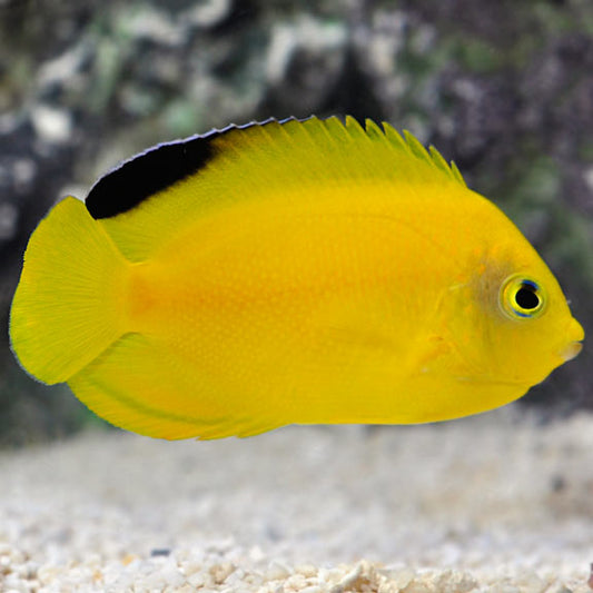 Woodhead's Angelfish