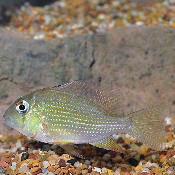 Threadfin Geophagus – LiveAquaria