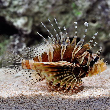 Lionfish | Marine Fish – LiveAquaria