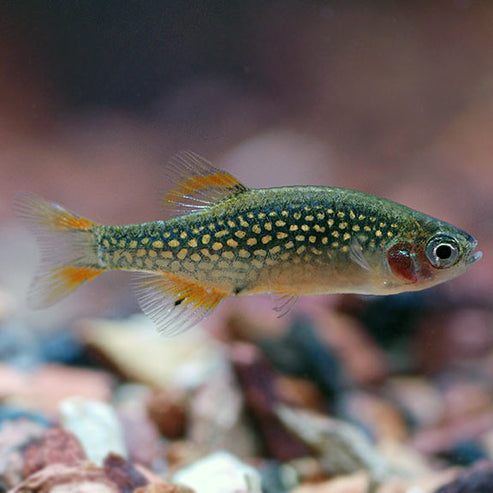 Celestial Pearl Danio Group EXPERT ONLY: Tropical Fish for Freshwater ...
