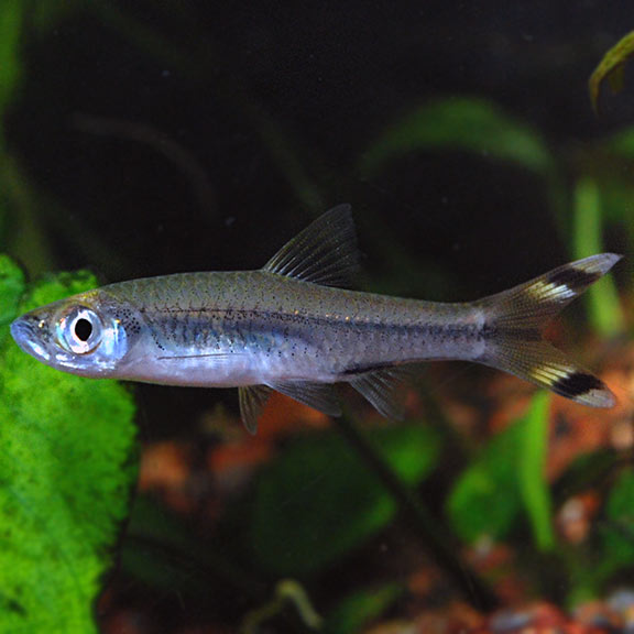 Scissortail Rasbora