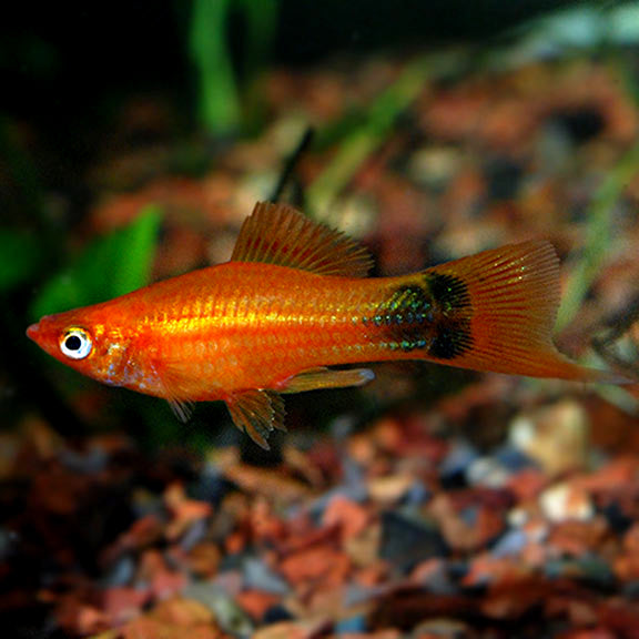 Red Mickey Mouse Swordtail: Tropical Fish for Freshwater Aquariums ...