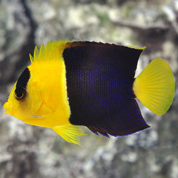 Dwarf Angelfish: Flame Angelfish and other Dwarf Angels – LiveAquaria