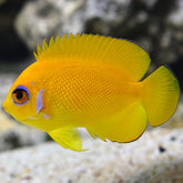 Dwarf Angelfish: Flame Angelfish and other Dwarf Angels – LiveAquaria