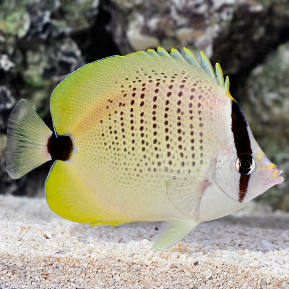 Lemon Butterflyfish: Saltwater Aquarium Fish for Marine Aquariums ...