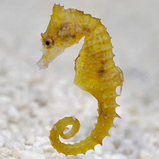 Dwarf Seahorse