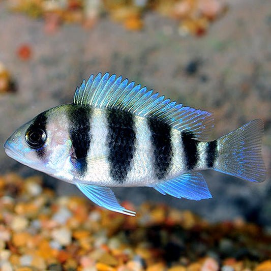 african cigarette fish Cichlid How to Tell if your