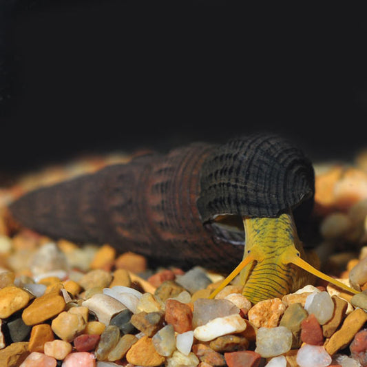 Gold Rabbit Snail