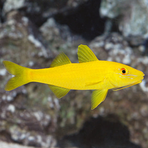 Yellow Goatfish: Saltwater Aquarium Fish for Marine Aquariums – LiveAquaria